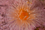 Protanthea simplex 2