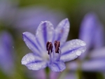 Agapanthus After Rain 2022