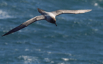 Light-Mantled Sooty Albatros