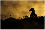 Puffin Silhouette