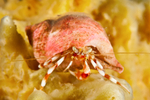 Pagurus bernardus