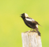 Bobolink--Bruce Peninsula