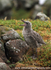 SBG007: Gull chick