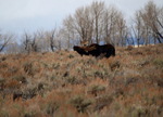 Grand Teton Shake