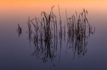Reflections at Lake Boora, County Offaly, Ireland.
