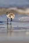 Sanderling looking down for food, Fort De Soto, Florida