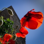Flora-012