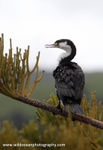 NZ013: Pacific Cormorant