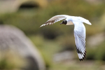 Andean Gull flying, wings down, Chile