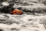 Sally Lightfoot Crab at water's edge, San Cristobal, Galapagos