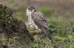 Female Merlin