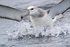 Shy Albatross lands on ocean, South Africa