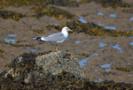 Common Gull