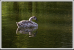 Cygnet.