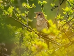 May 2023 - Nightingale