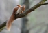 Red Squirrel. Highlands
