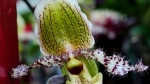 Orchid Detail