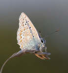 Common Meadow Blue Male