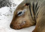 IMG_7043 Young Galapagos Sea Lion