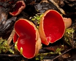 Elfcup fungi (01)