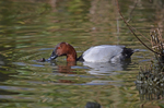 Common Pochard