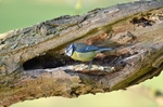 Blue Tit