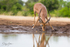 Impala Drinking 2