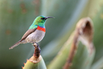 Southern Double-collared Sunbird (male), South Africa