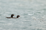 Parakeet Auklet portfolio