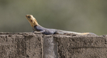 Agama Lizard.