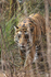 Bengal Tiger moves by bamboo, Panna Reserve, Madhyra Pradesh, India