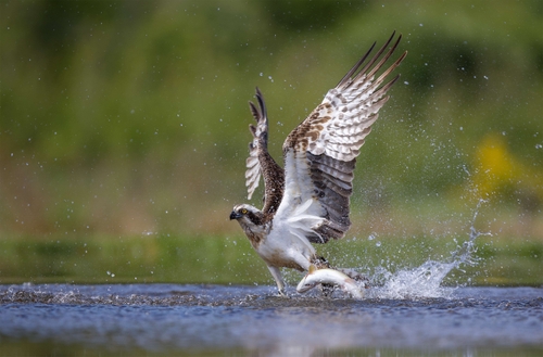 Osprey (Pandion haliaetus)
