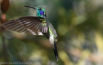 Green Violetear