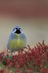 White-bridled Finch (male), front view, Falklands