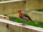 Robin