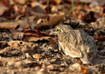 Stone Curlew