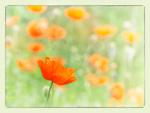POPPY GARDEN - PORT RYERSE