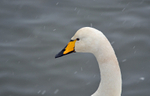 Whooper Swan