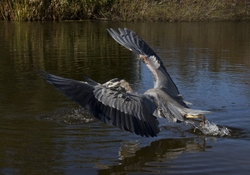 Great Blue Heron _0036