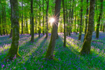 Sunset at Dereen Woods, County Roscommon, Ireland.