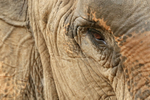 Female Asian Elephant close, Cambodia