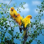 Jenday Conures