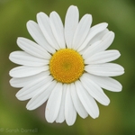 Daisy SD2574