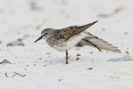 White-rumped Sandpiper stretches wing, Volunteer Point, Falklands