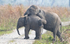 Elephant's crossing