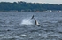Bottlenose Dolphin