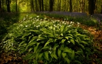 Wild Garlic and Bluebells