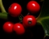 Holly Berries