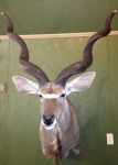 RENICK-KUDU