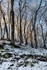 Twisted Beech - II